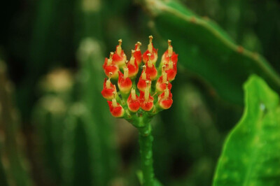 喷火龙 Euphorbia Bergeri 大戟科 Euphorbiaceae 大戟属