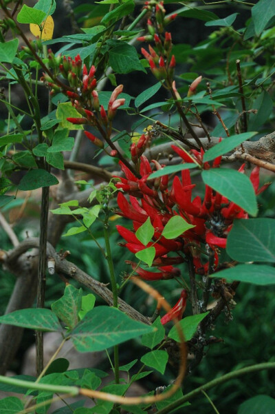 龙牙花 Erythrina corallodendron L. 蝶形花科 Fabaceae 刺桐属