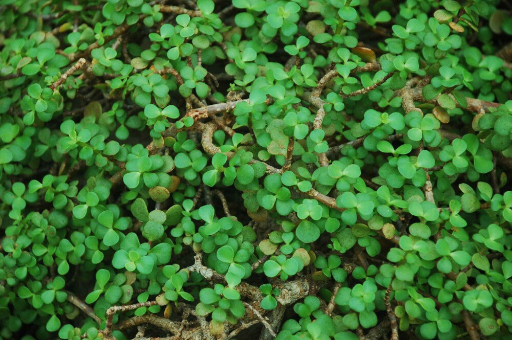 树马齿苋（金枝玉叶） Portulacaria afra Jacq. 马齿苋科 Portulacaceae 树马齿苋属