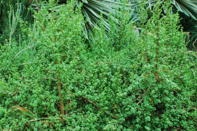 树马齿苋（金枝玉叶） Portulacaria afra Jacq. 马齿苋科 Portulacaceae 树马齿苋属