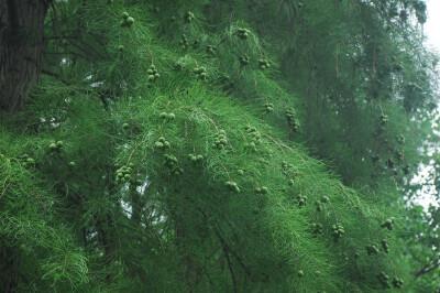 池杉 Taxodium distichum var. imbricatum (Nutt.) Croom 杉科 Taxodiaceae 落羽杉属