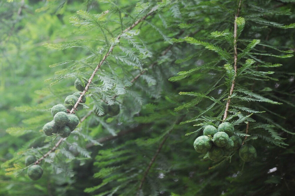 墨西哥落羽杉 Taxodium mucronatum Tenore 杉科 Taxodiaceae 落羽杉属