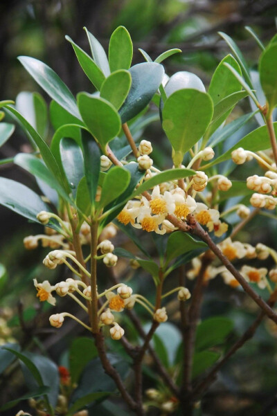 厚皮香 Ternstroemia gymnanthera (Wight &amp;amp; Arn.) Sprague 山茶科 Theaceae 厚皮香属