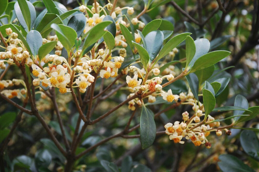 厚皮香 Ternstroemia gymnanthera (Wight &amp;amp; Arn.) Sprague 山茶科 Theaceae 厚皮香属