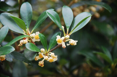 厚皮香 Ternstroemia gymnanthera (Wight &amp;amp; Arn.) Sprague 山茶科 Theaceae 厚皮香属