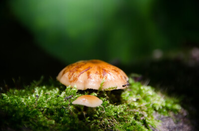 蘑菇 苔藓 彩色蘑菇 原始森林