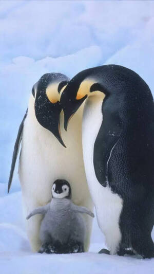帝企鹅一家