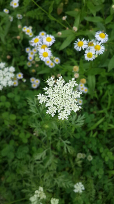 植物，花朵，簇花，花卉