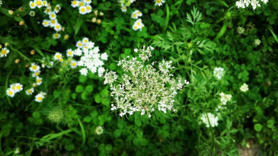 植物，花朵，簇花，花卉