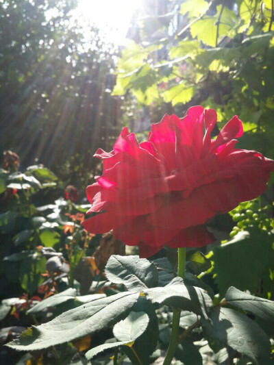 月季，玫瑰，花朵，花卉，阳光