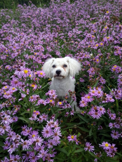 狗狗也爱花