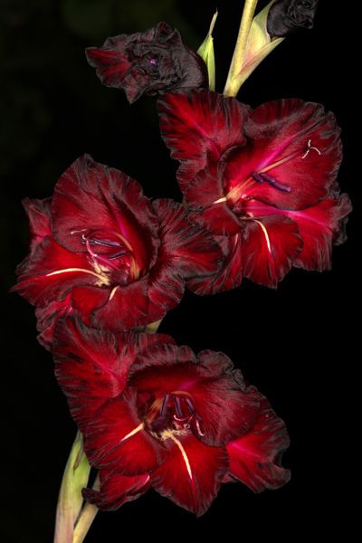 朱顶红Hippeastrum rutilum：叶厚有光泽，花色柔和艳丽，花朵硕大肥厚，有兰花之清雅，有牡丹之大气，雅俗共赏，古人有诗云：冷睡温发培壮志，夏天才放顶头红。朱顶红的花语为渴望被爱、追求爱，象征着爱情的忠贞不屈与浪漫。传递的花语讯息中，朱顶红代表着“在任何境遇中，都要坚持正确的道路”，如同我们在人生的迷途中，每当抬头所见群星时，总有一枚星曜在指示你正确的路向一样，朱顶红也有这样让人在迟疑时重树信念并笃定不移的力量。