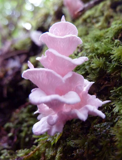 蘑菇蘑菇，发现在新克里多尼亚