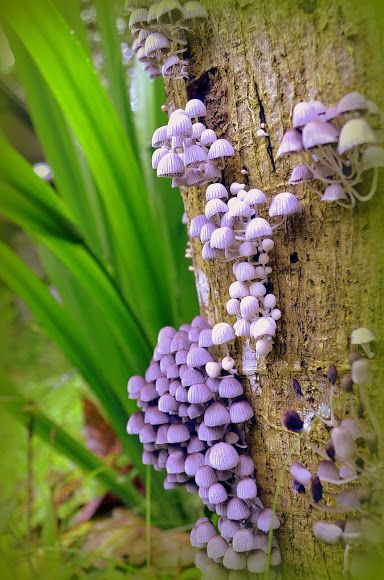 蘑菇蘑菇，菲律宾