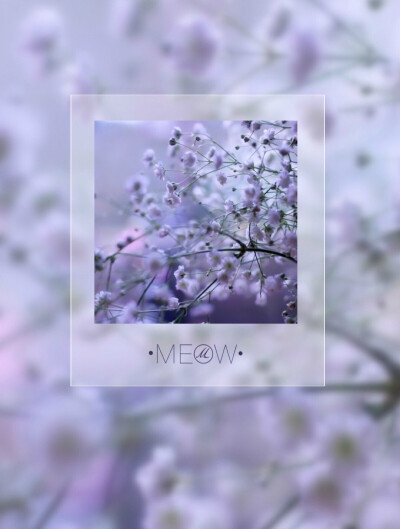 满天星的花语是：清纯、关怀、思恋、配角、真爱以及纯洁的心灵。