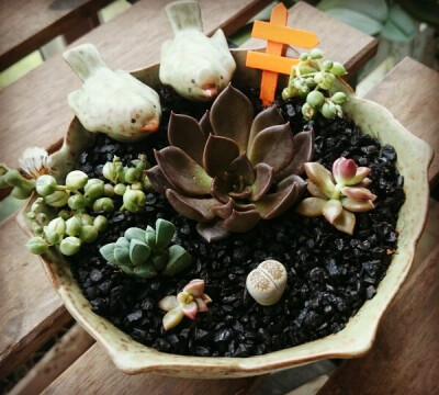 Mini succulents !