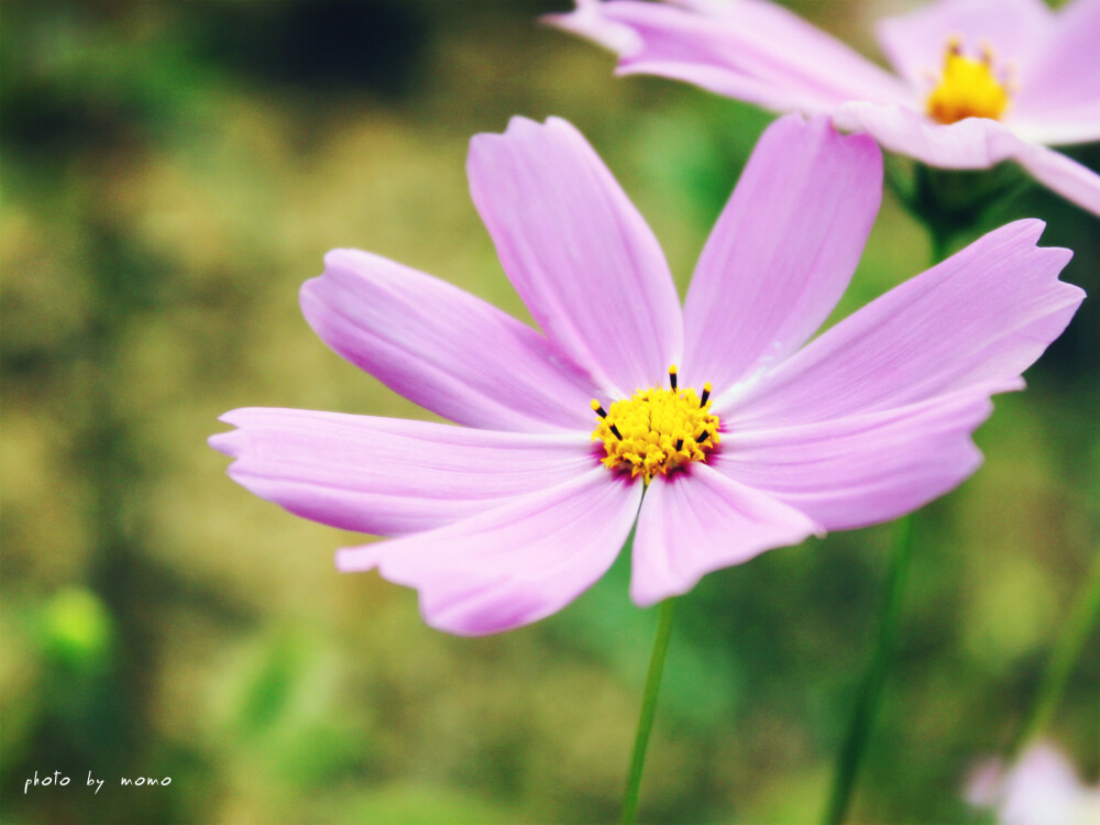 雏菊