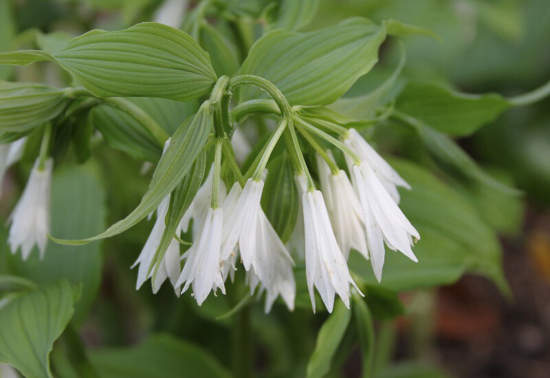 Disporum megalanthum 大花万寿竹，秋水仙科万寿竹属。国产的原百合科下属有三个属被划进了秋水仙科：嘉兰属、万寿竹属和山慈姑属。