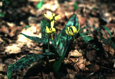 Erythronium americanum 美洲猪牙花，猪牙花属。