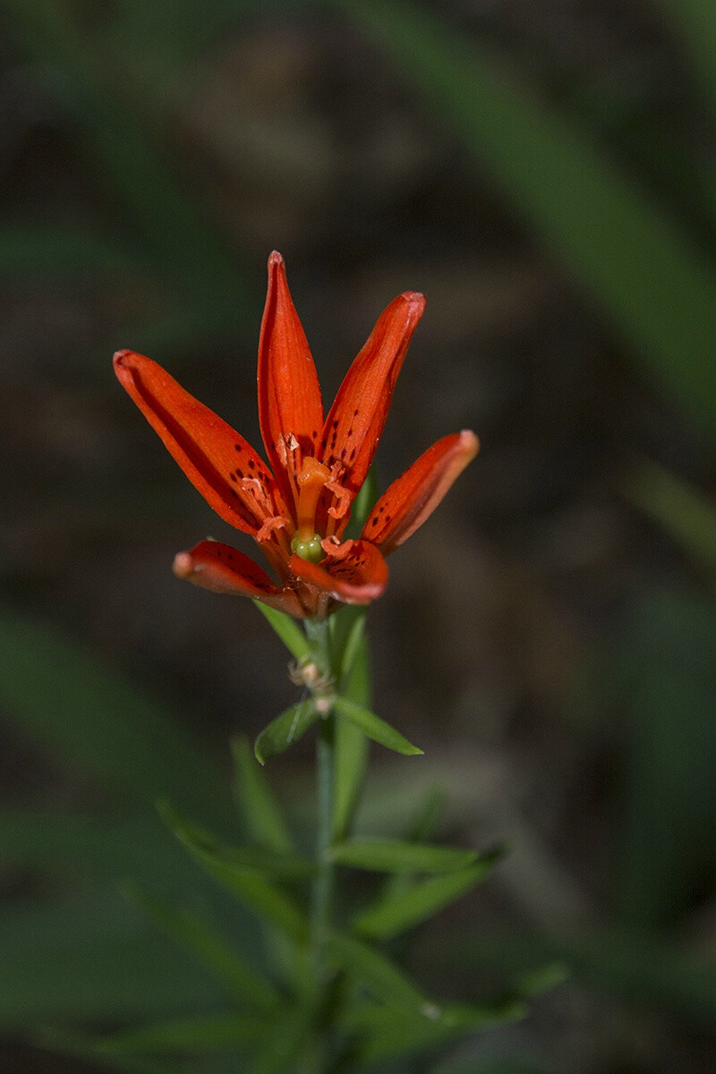 有斑百合 Lilium concolor var. pulchellum ，百合属。