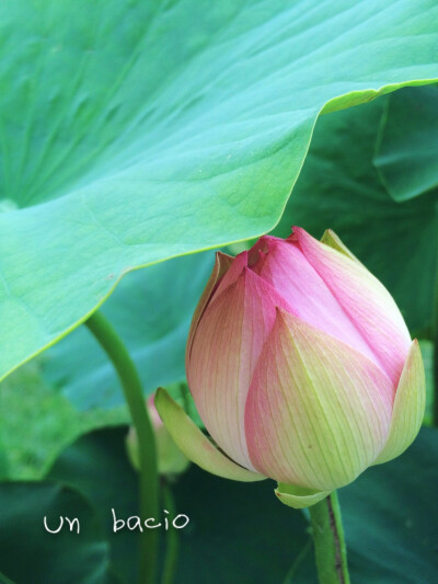 Un bacio，意大利语，意为“a kiss”花尖恰似朱唇。