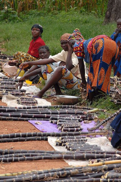 Sugar cane sellers, Benin.