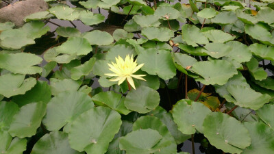 后滩湿地公园里的莲花，可能还没到时节，开得还不太多