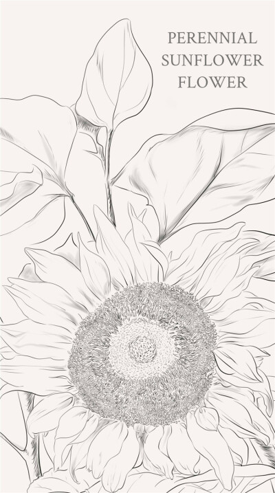 野生向日葵（Perennial Sunflower）花 语：投缘（Affinity）野生向日葵的用途很广：种子可以做成点心、还可以提炼食用油、叶片是家畜喜爱的饲料、花可以做成染料等。它和我们的日常生活可是息息相关的，是一种和人类…