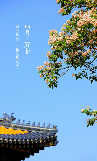  飞絮蒙蒙中，四月将尽，群芳暂歇。桃李海棠，丁香牡丹，次第开落，待芬芳散去，始觉春去，夏将至。人间景象万般旖旎，念怀【四月•芳菲】。