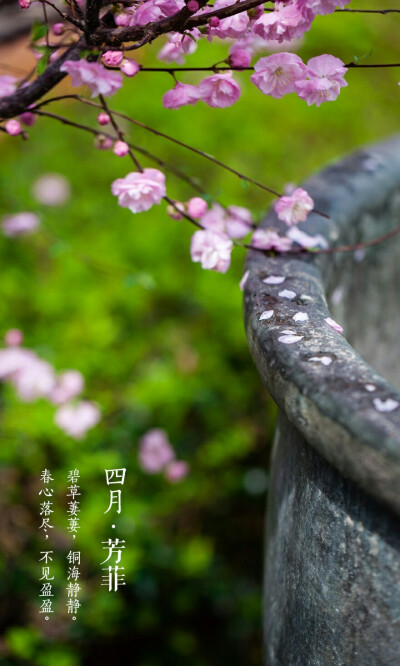  飞絮蒙蒙中，四月将尽，群芳暂歇。桃李海棠，丁香牡丹，次第开落，待芬芳散去，始觉春去，夏将至。人间景象万般旖旎，念怀【四月•芳菲】。