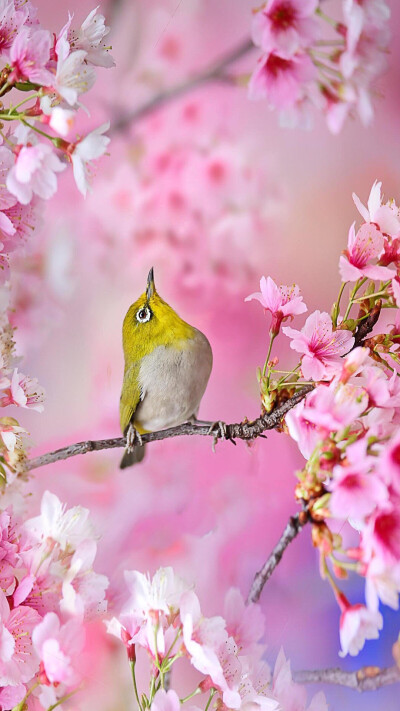 花和鸟。