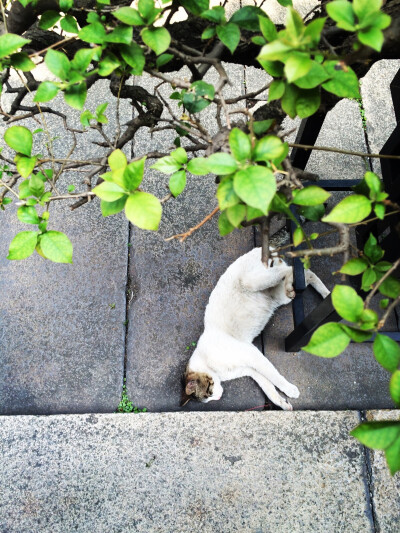 抬腿睡午觉的懒猫