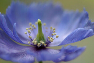 Meconopsis horridula 刺瓣绿绒蒿