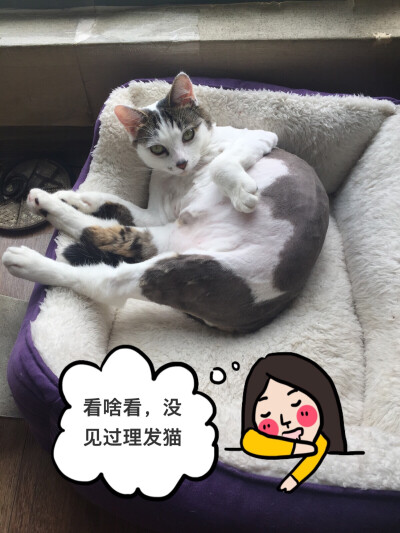 看啥看，没看过理发猫