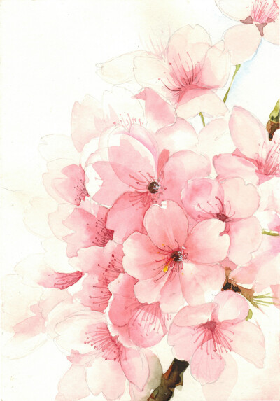 水彩 手绘 樱花