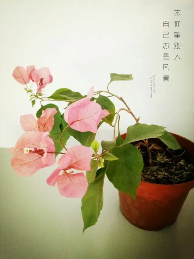 陌上花開