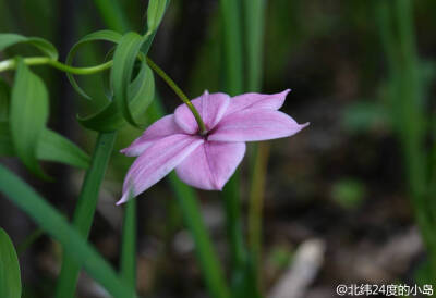 滇蜀豹子花 百合科豹子花属