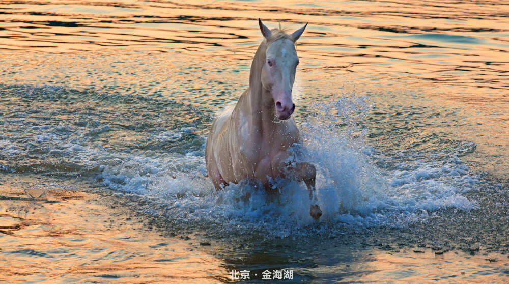 金海湖 汗血宝马