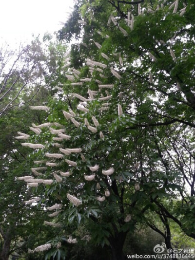 【石之若璞-花事-初夏觅花影】中文学名：七叶树~ 拉丁学名：Aesculus chinensis~ 别 称：梭椤树、梭椤子、天师栗、开心果、猴板栗~ 无患子目-七叶树科-七叶树属~