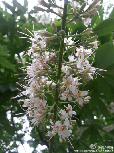 【石之若璞-花事-初夏觅花影】中文学名：七叶树~ 拉丁学名：Aesculus chinensis~ 别 称：梭椤树、梭椤子、天师栗、开心果、猴板栗~ 无患子目-七叶树科-七叶树属~