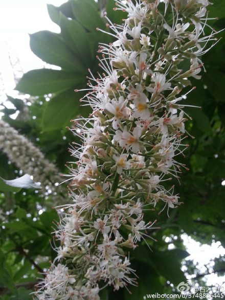 【石之若璞-花事-初夏觅花影】中文学名：七叶树~ 拉丁学名：Aesculus chinensis~ 别 称：梭椤树、梭椤子、天师栗、开心果、猴板栗~ 无患子目-七叶树科-七叶树属~