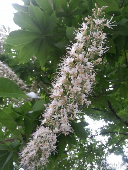 【石之若璞-花事-初夏觅花影】中文学名：七叶树~ 拉丁学名：Aesculus chinensis~ 别 称：梭椤树、梭椤子、天师栗、开心果、猴板栗~ 无患子目-七叶树科-七叶树属~