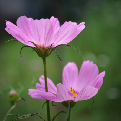 格桑花