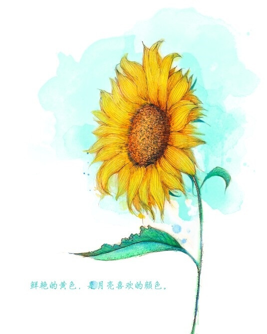 水彩 手绘 小清新 插画
