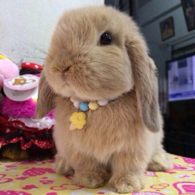 卡哇伊的兔兔， by:x紫x喜欢就关注我吧