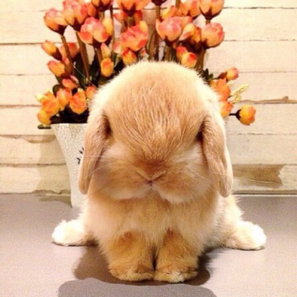 卖萌的兔兔酱，by:x紫x喜欢就关注我吧