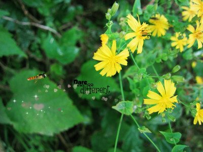 老家的花儿，花名？