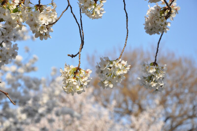 樱花，2014年春天在北京玉渊潭拍摄。