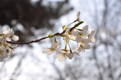 樱花，2014年春天在北京玉渊潭拍摄。