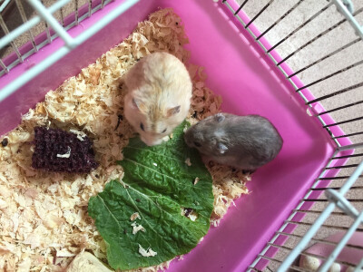 布丁其实比灰紫还要小但是却比灰紫肥大…